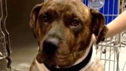 10 Incredible Acts Of Kindness By Dogs Towards Humans