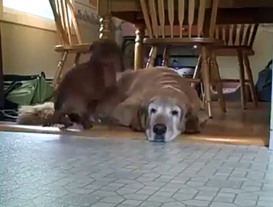 Ce chien dort sur le dos d'un autre chien... Pas de panier? Pas grave