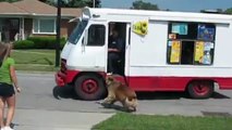 Ce chien veut une glace...