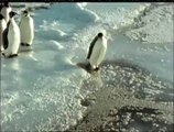 Funny pinguin video- pinguin sinks watch Most Animal Funny video 2015