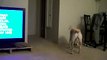Dog starts to sing when he hears Opera-videosmunch