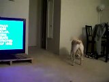 Dog starts to sing when he hears Opera-videosmunch