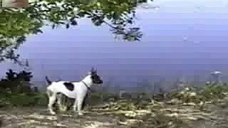 This dog thinks he is a gazelle -videosmunch