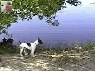 This dog thinks he is a gazelle -videosmunch
