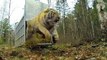 Incredibly Rare Siberian Tiger Release - GoPro Video of the Day