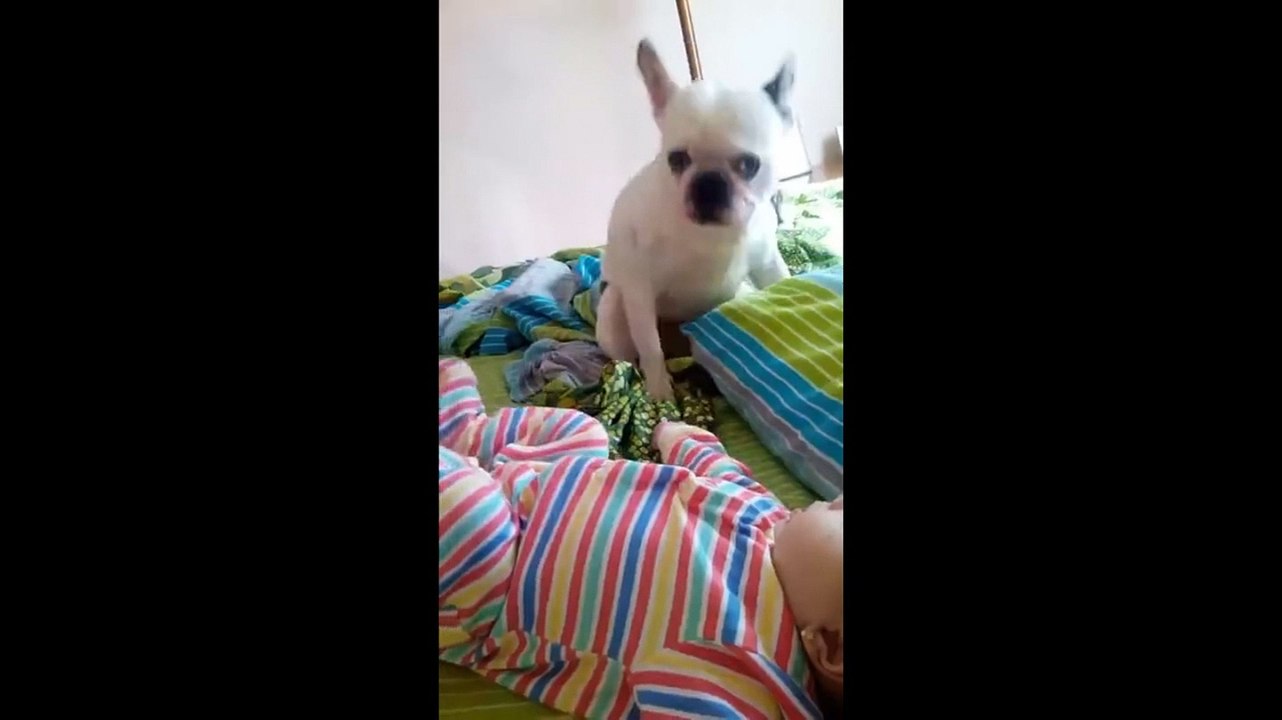 DOG FUNY