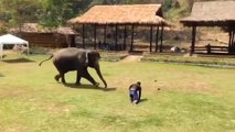 This cute tiny Elephant comes to rescue his Master!
