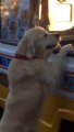 This dog asks and buys his own Ice Cream by himself!