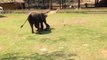 Cet éléphant vient pour défendre son maitre. Enorme!!!