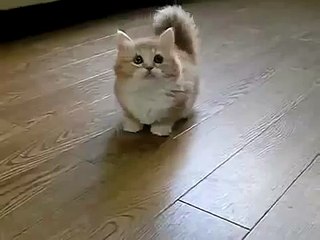 Коротконогий котэ