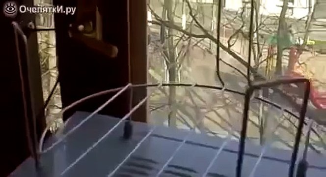 Кот лает как собака на голубя)