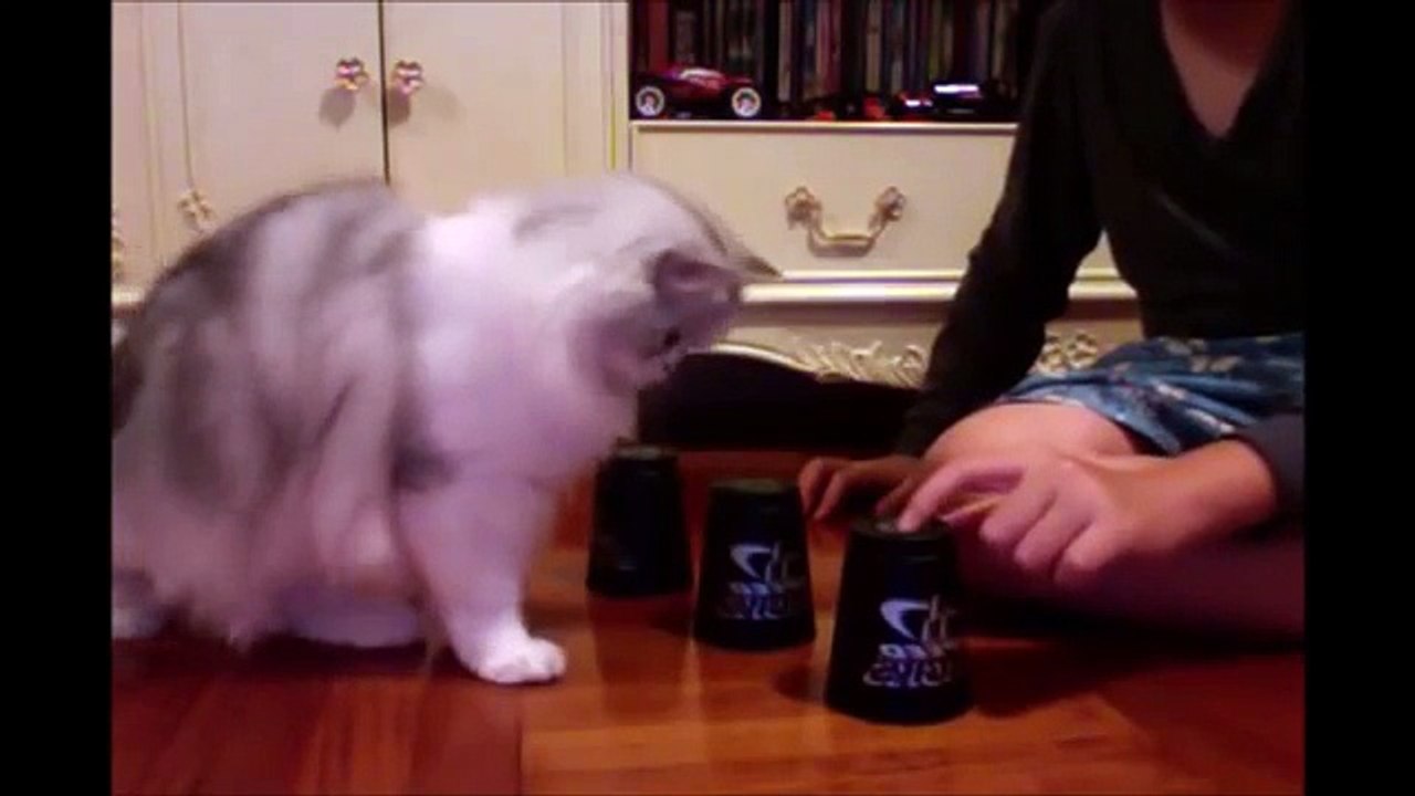 Smartest Cats EVER