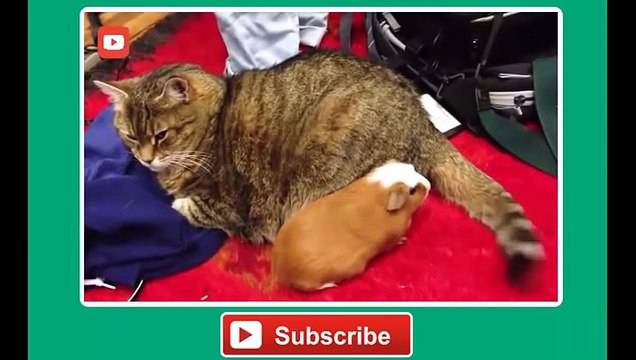 Funny cat vines - Ultimate funny vines with cats compilation 2014 - Funny Videos