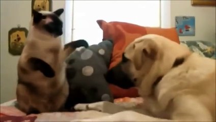 Funny Cats and Dogs Fighting for Household Control