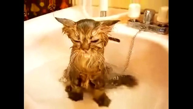 Funny Crazy Cats Playing in Water & Taking Baths - Funny Kitty Cats, Funny Pets, Funniest Animals