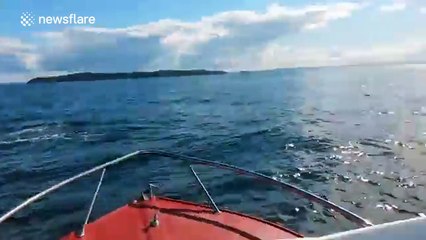 Killer whales hunt dolphin