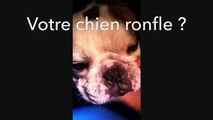 Pourquoi mon chien ronfle ?