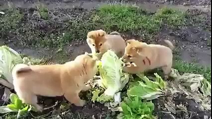 How to prevent the vegetables this deep