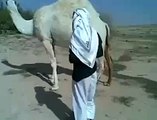 Funny Dare to Pass Between the Legs of Camel