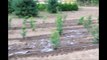 Planting Thuja Green Giants in Dry Soils