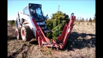 Red boss digging white pines