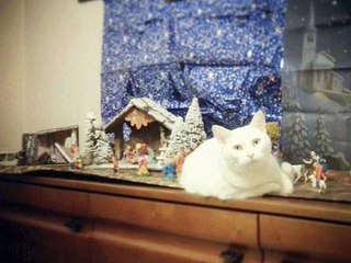 In Loving Memory of Neve