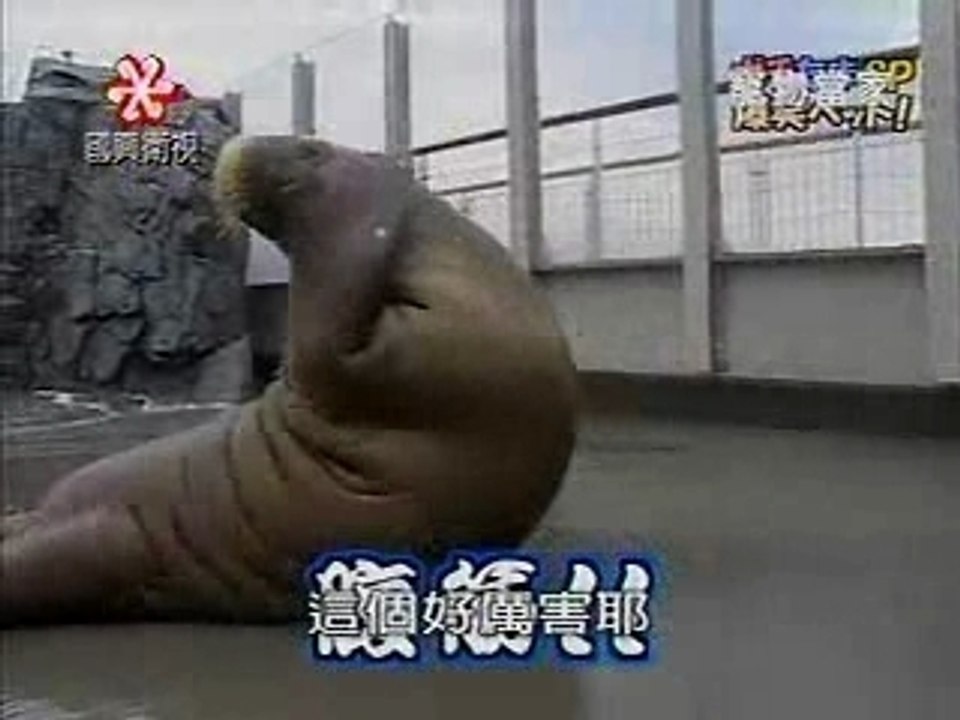 Elephant-de-mer-abdo