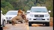 african safari lion  attack