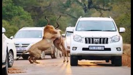 african safari lion  attack