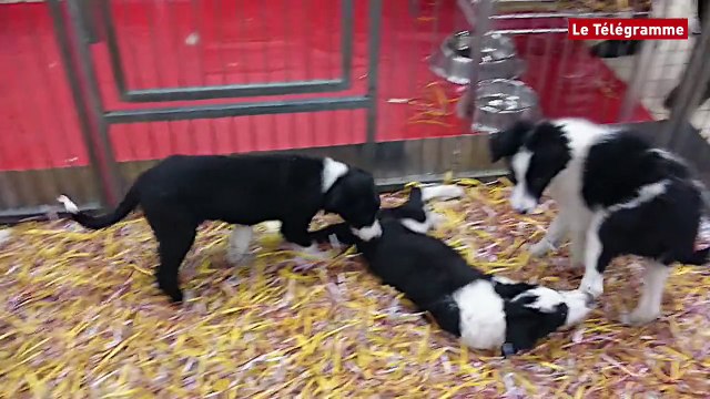 Brest. Chiots et chatons à Penfeld