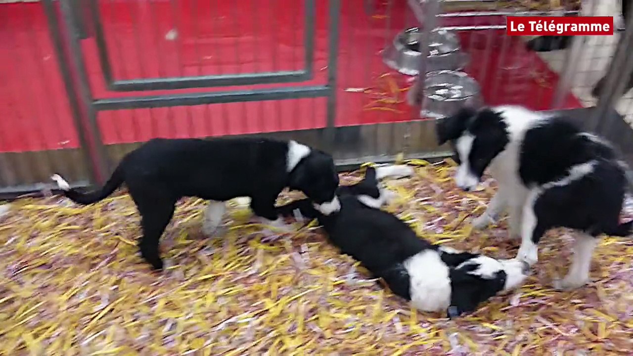 Brest. Chiots et chatons à Penfeld