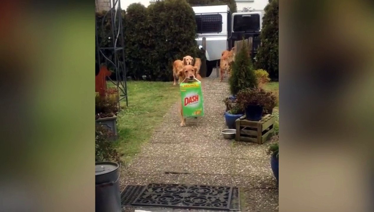 ¡Perros labradores llevan la compra a casa!