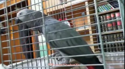 Perot Talking  اور جب پروردِگار بےزبانوں کو بھی زباں دیتا ھے ماشاء الله