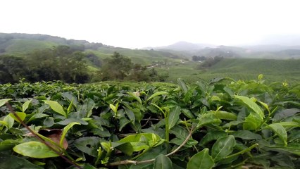 Cameron Highland - Malaisie