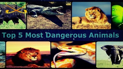 5 Most Dangerous Animals