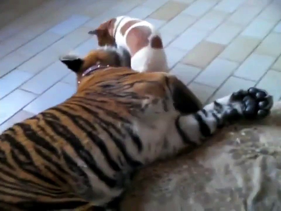 Tiger and dog