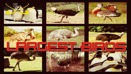 10 Largest Birds Alive