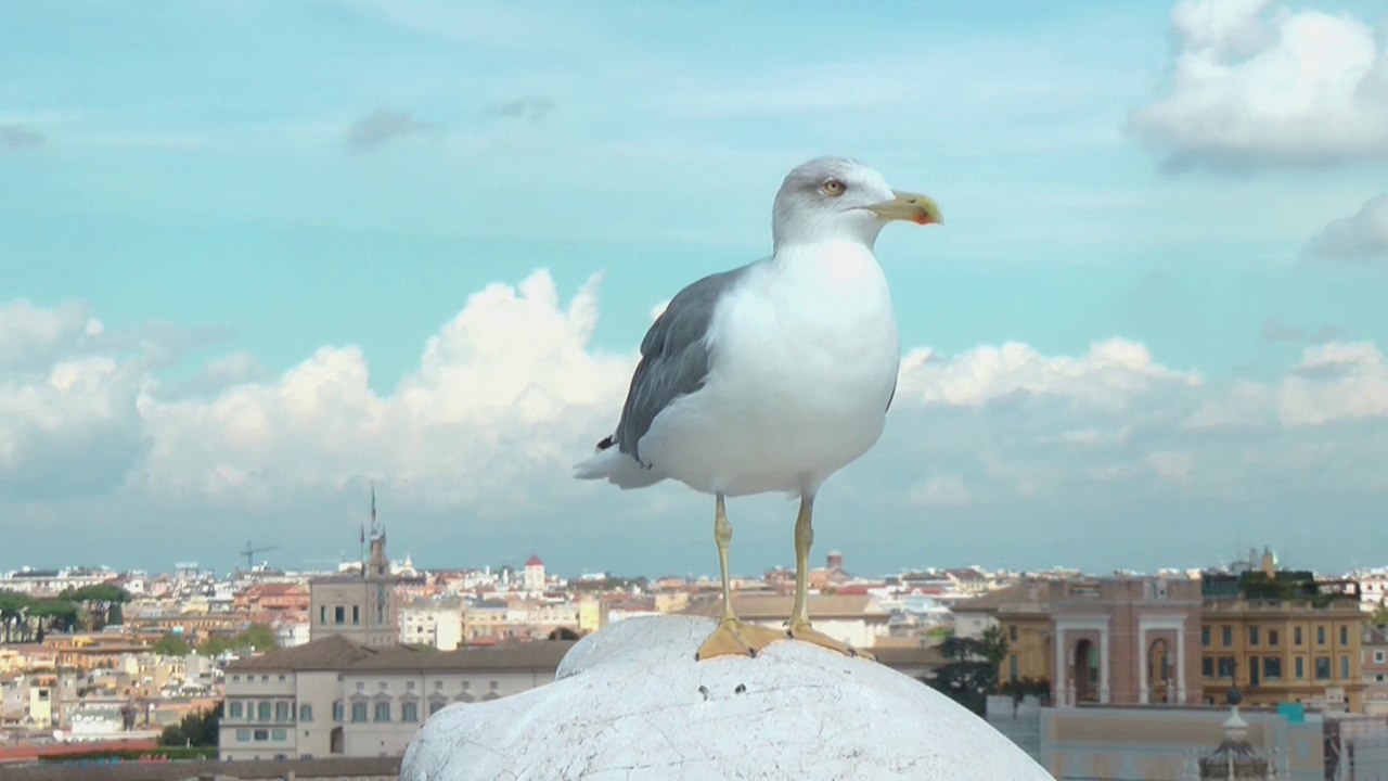 Gabbiano sul Vittoriano - Roma