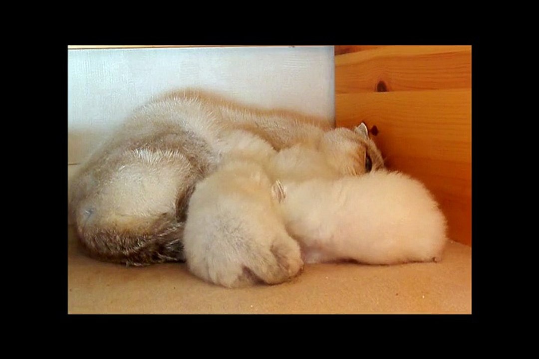 Les chatons ont deux semaines