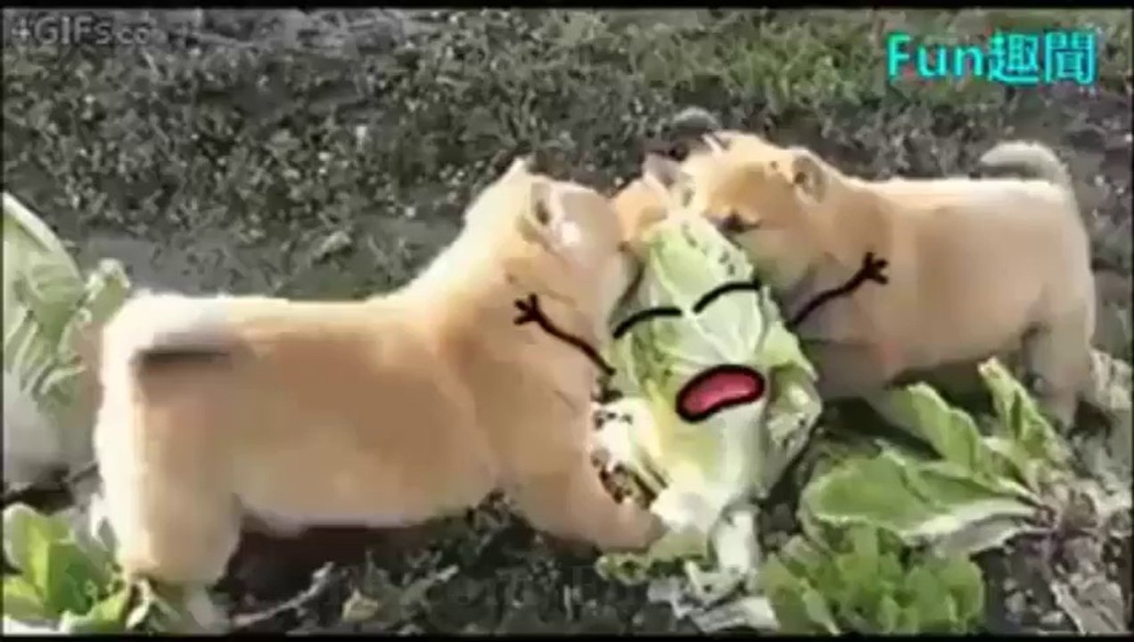 Everything is better with faces and little arms!