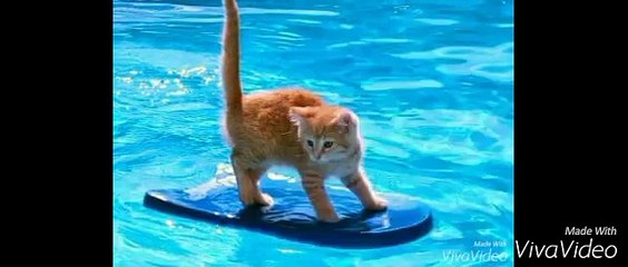 Volfman Wolfman Transformation