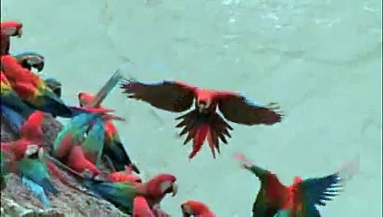 Macaw Breeders Podcast #11 -