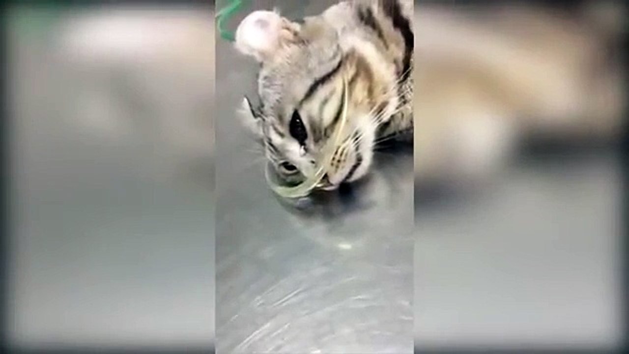 Après être passé sur le billard, ce chat verse de chaudes larmes !