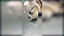 Après être passé sur le billard, ce chat verse de chaudes larmes !