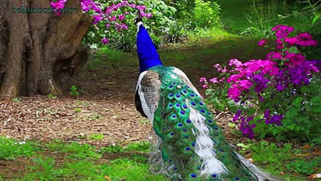♡ █▄[̲̅o̲̅]♥[̲̅e̲̅] ♡ PIED PEACOCK _•.¸¸. ི♥ྀ -