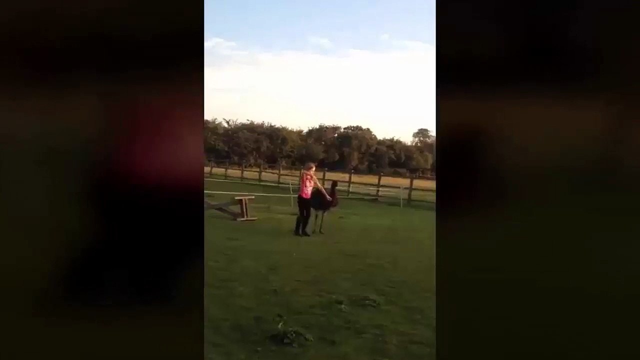 Ostrich and ball