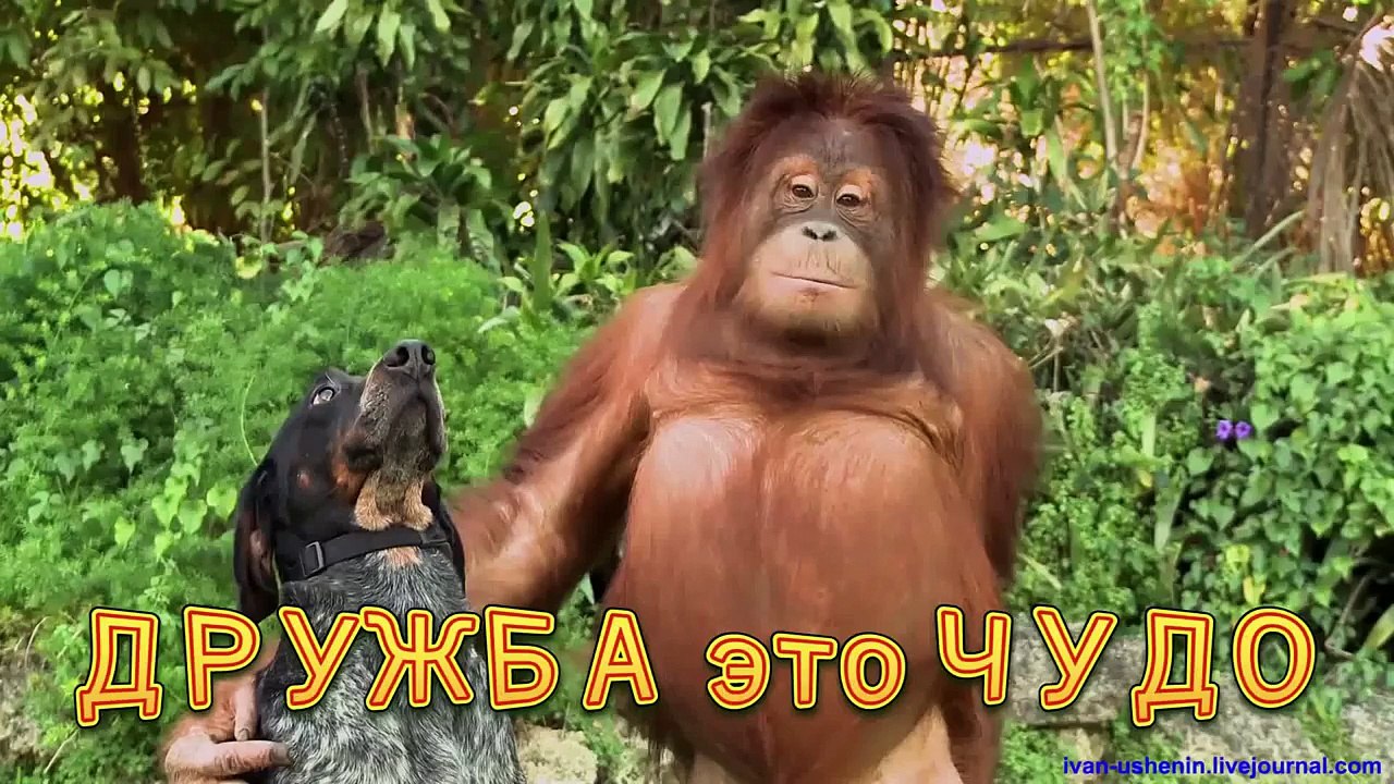ДРУЖБА это ЧУДО