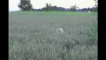 Funny animals Dogs Frolicking In A Meadow
