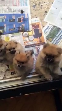satılık pomeranian boo yavrumuz 0543 223 44 03