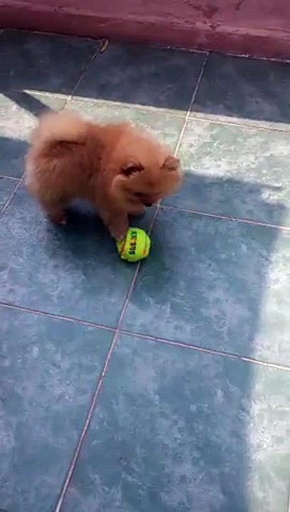 satılık pomeranian boo yavruları 0543 223 44 03